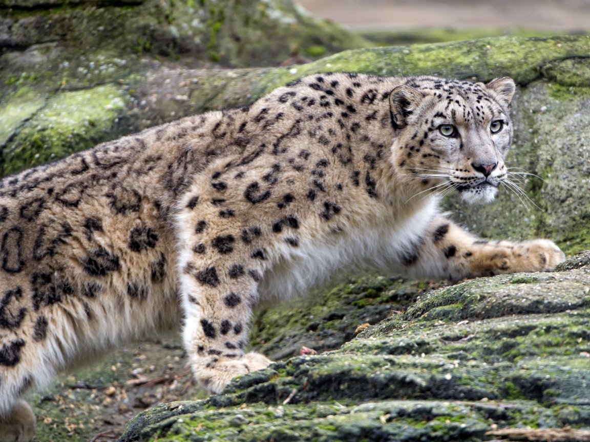 Снежный барс крадется по камням