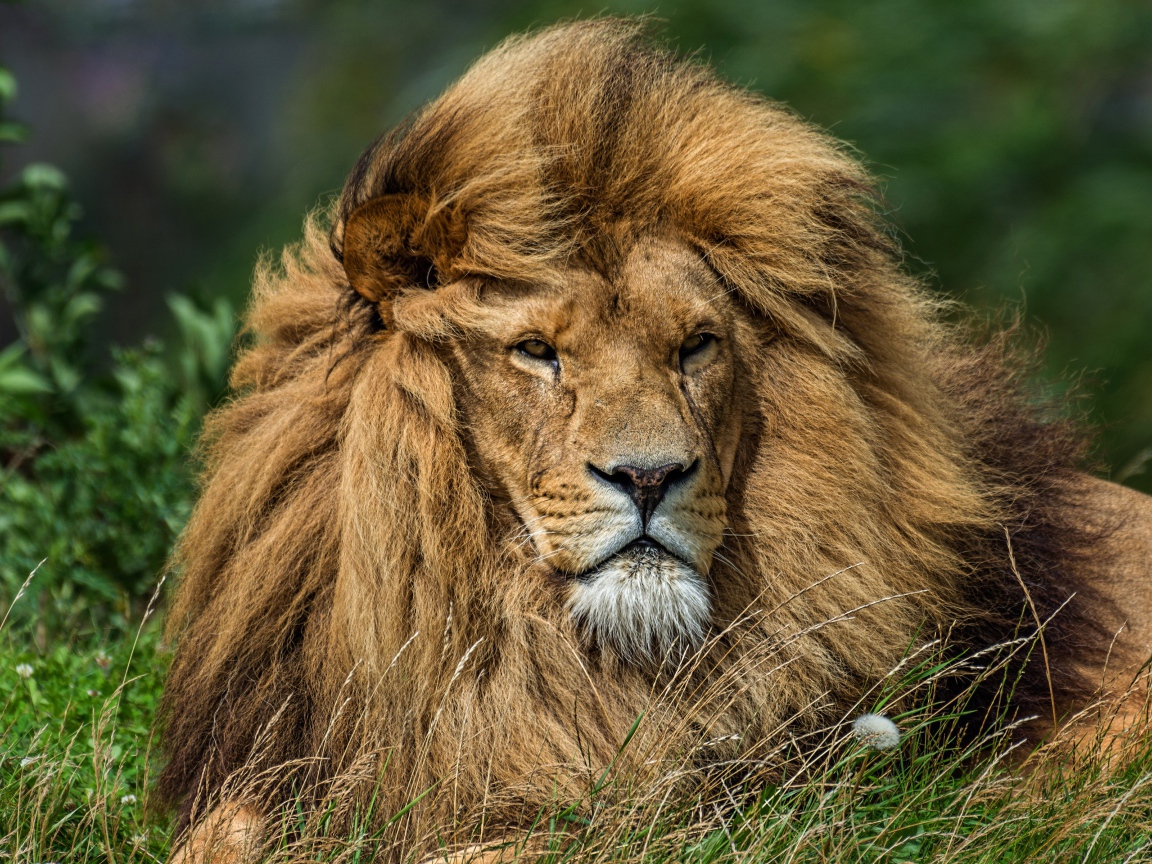 Ветер развивает гриву большого льва