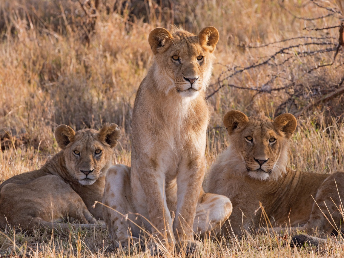 Три львицы сидят на сухой траве