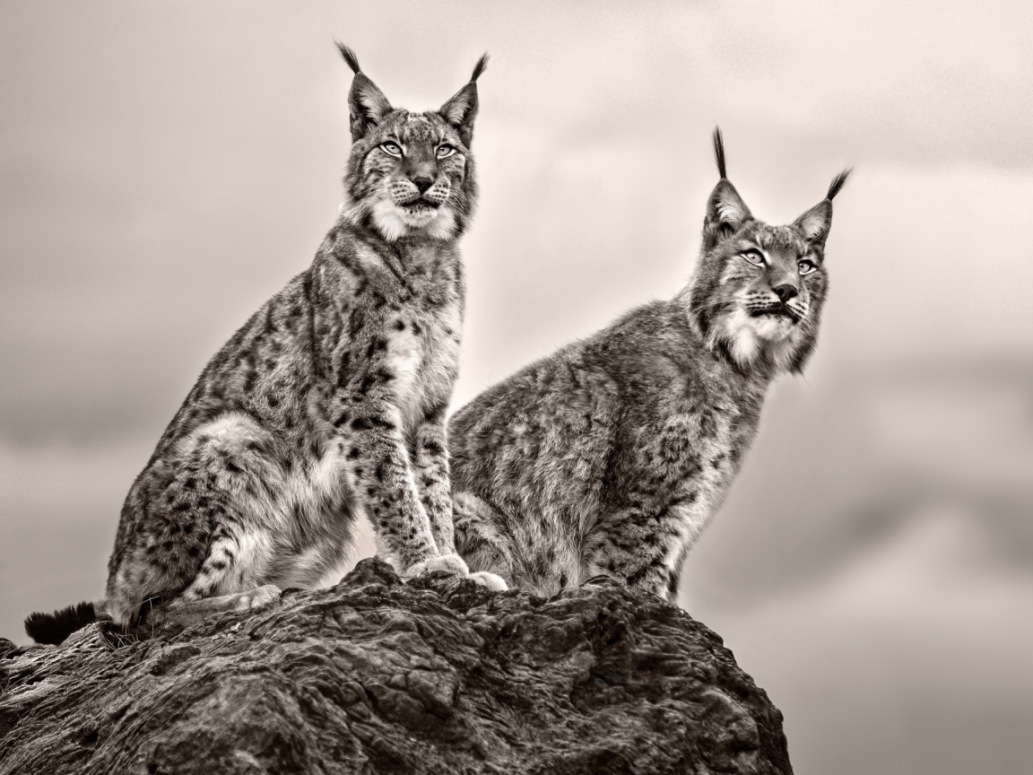 Две рыси сидят на камне