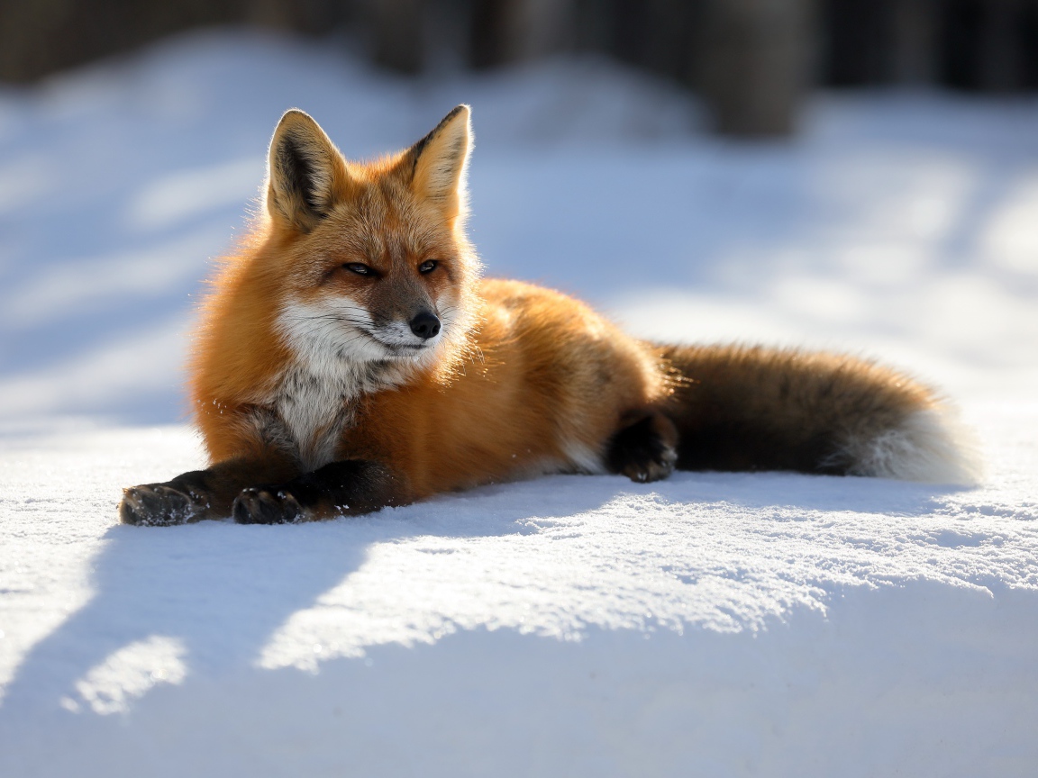 Хитрая рыжая лиса лежит на снегу