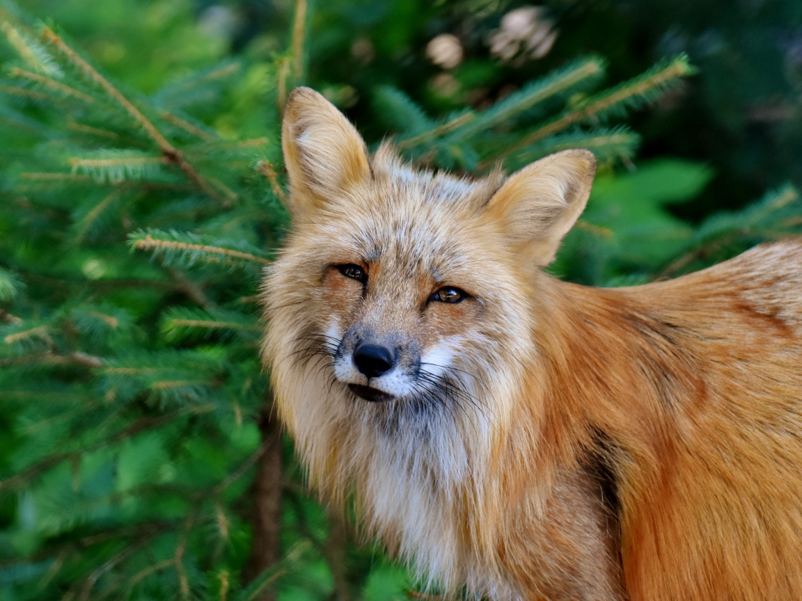 Хитрая рыжая лиса стоит у ели 
