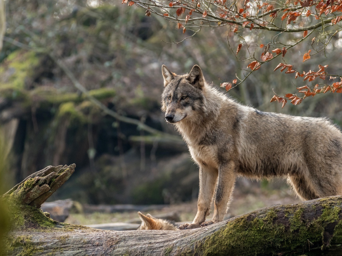 Серая волчица с волчонком стоит на покрытом мхом дереве