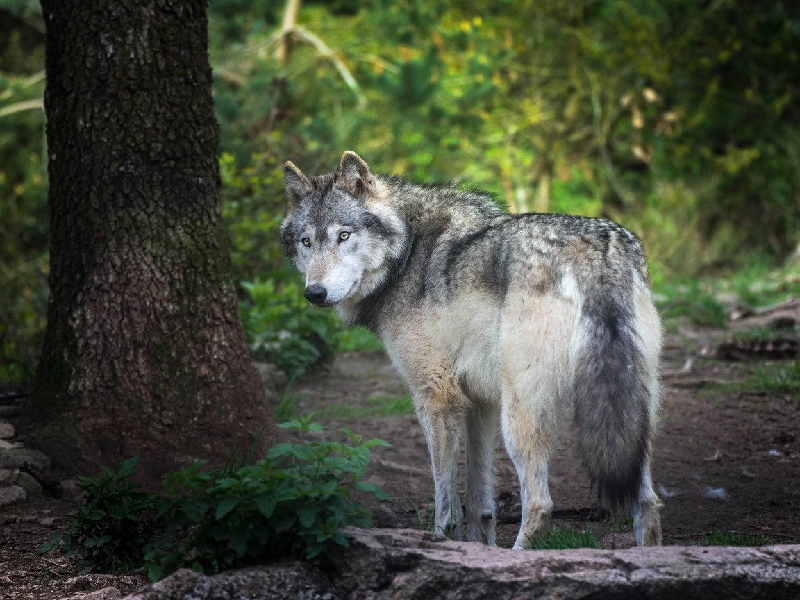 Большой серый волк стоит у дерева в лесу