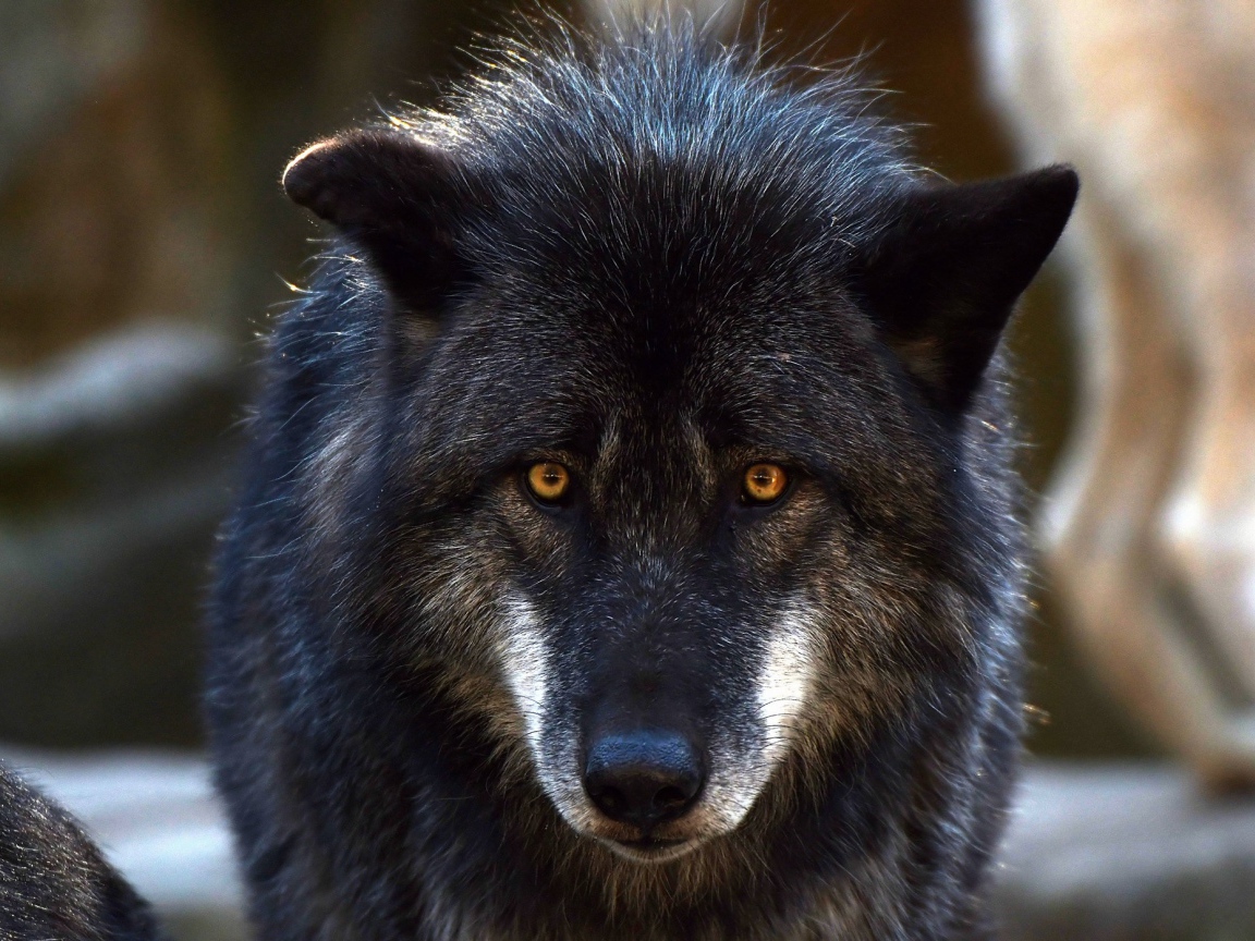 Большой черный волк с желтыми глазами 