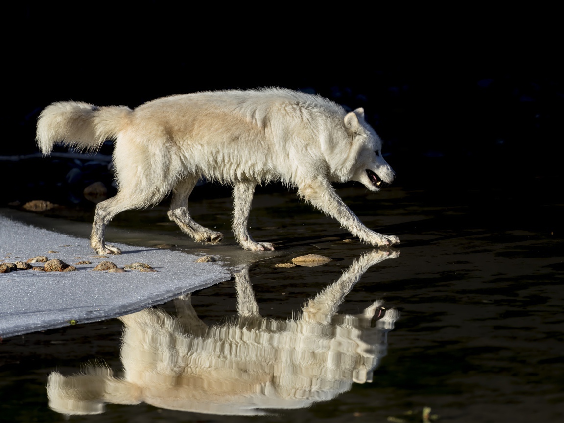 Большой белый волк отражается в воде