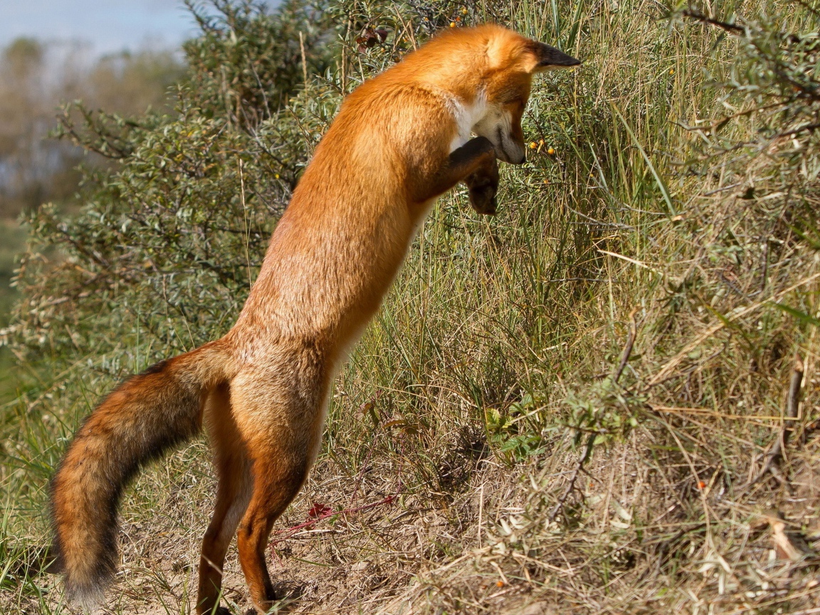 Рыжая лиса охотится в траве