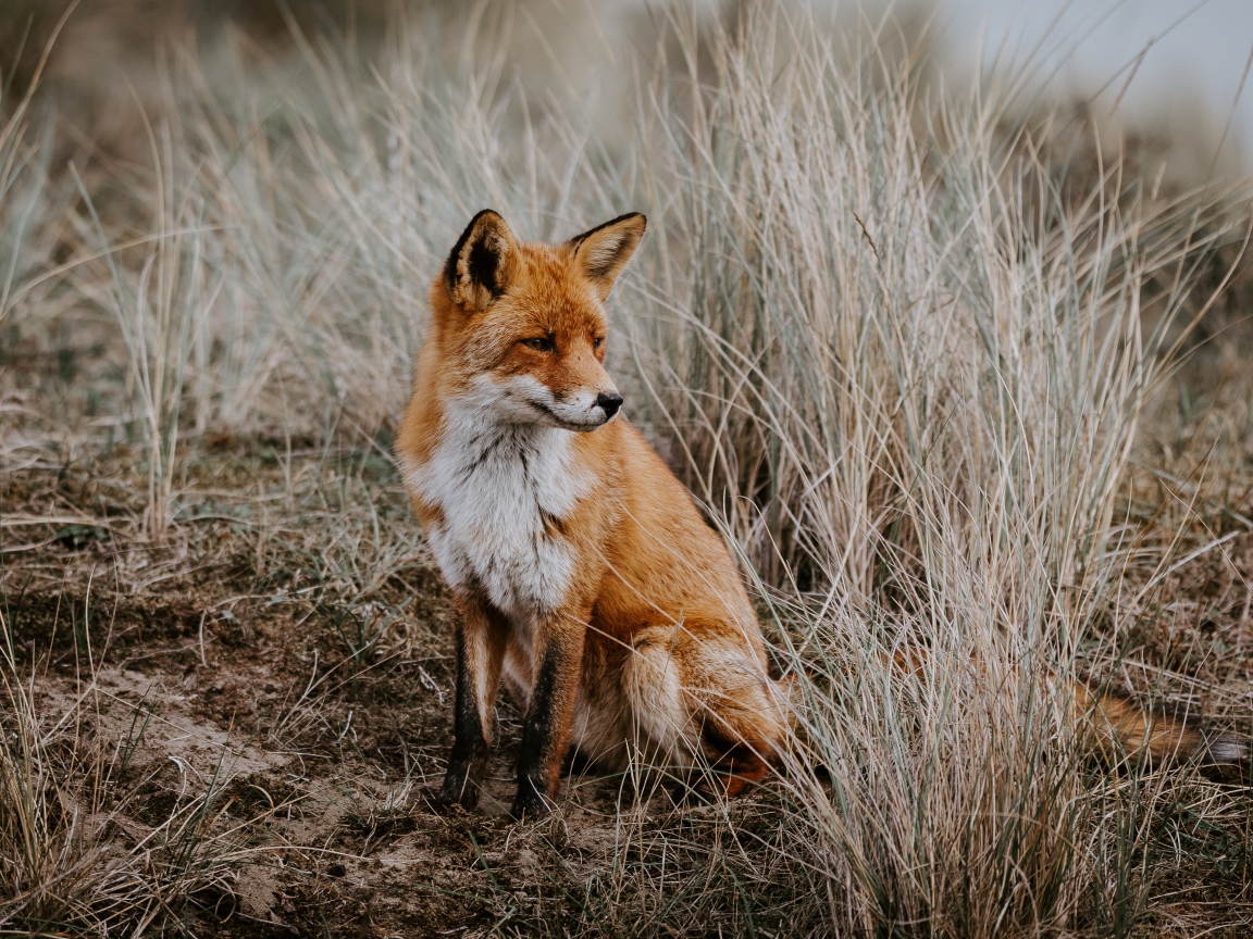 Грустная рыжая лиса сидит в траве