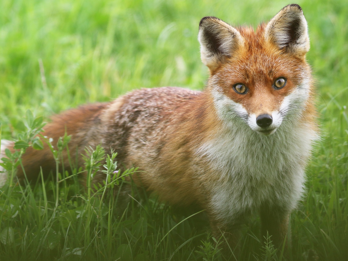 Хитрая лиса стоит в зеленой траве 