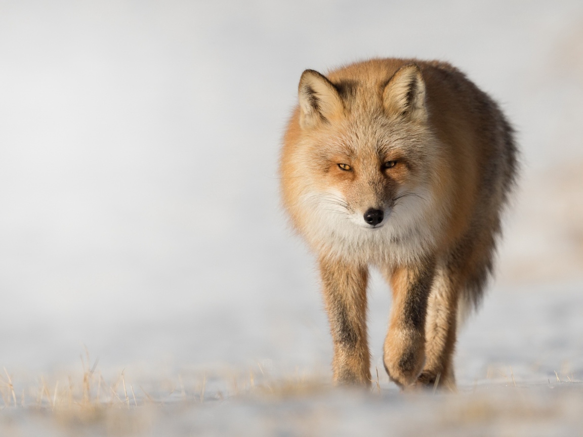 Хитрая рыжая лиса крупным планом