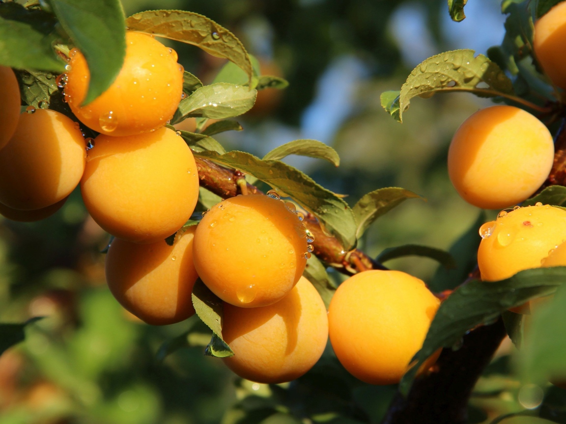 Много желтых слив на ветке дерева