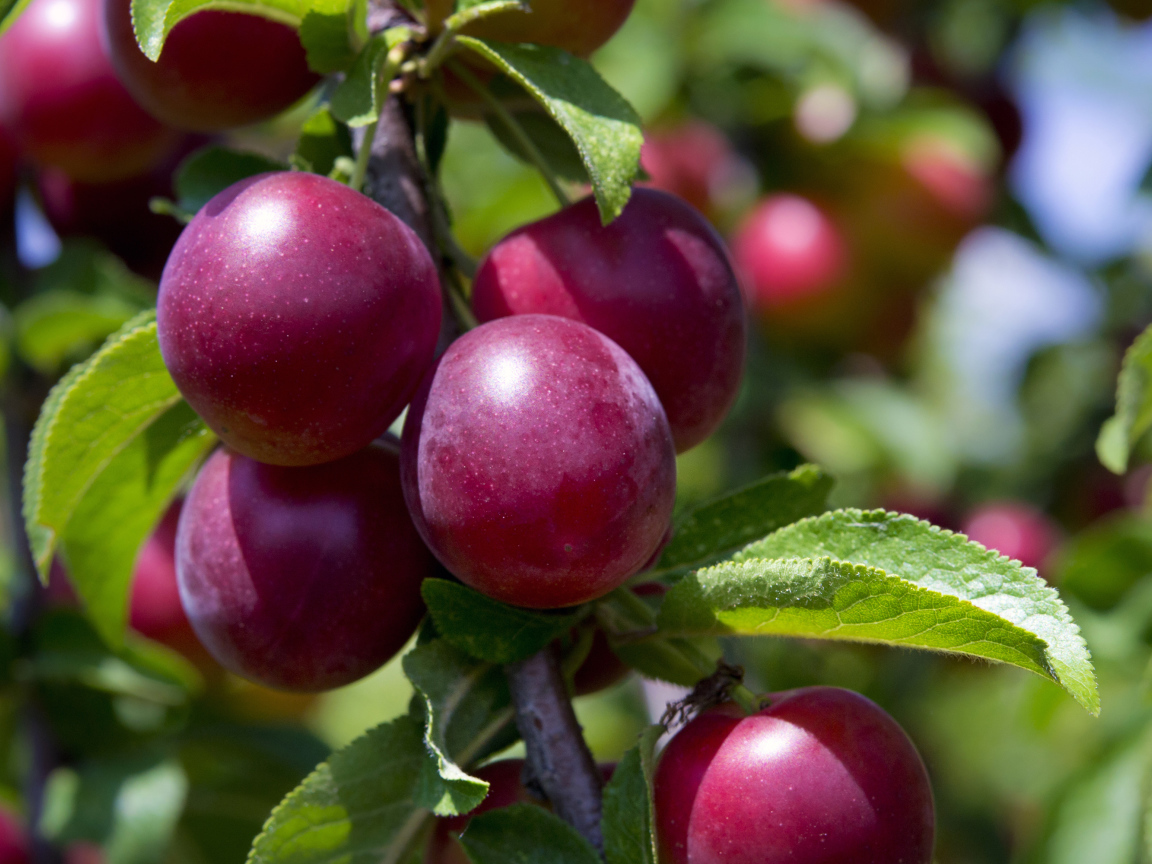 Розовые сливы на ветке крупным планом