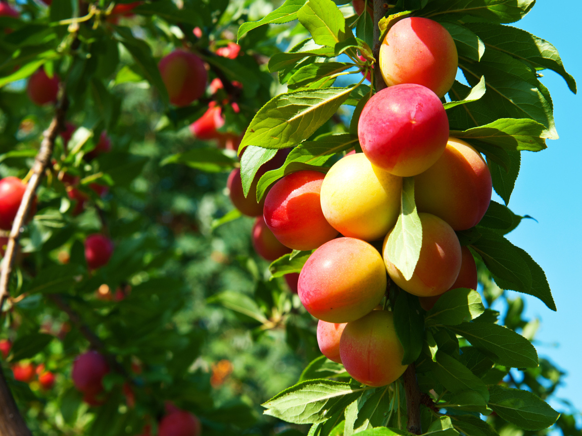 Спелая сочная алыча на ветке