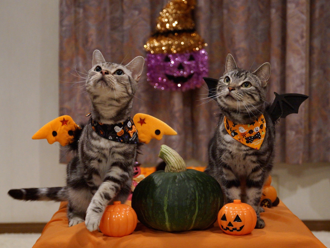 Два серых кота в костюмах на праздник Хэллоуин 