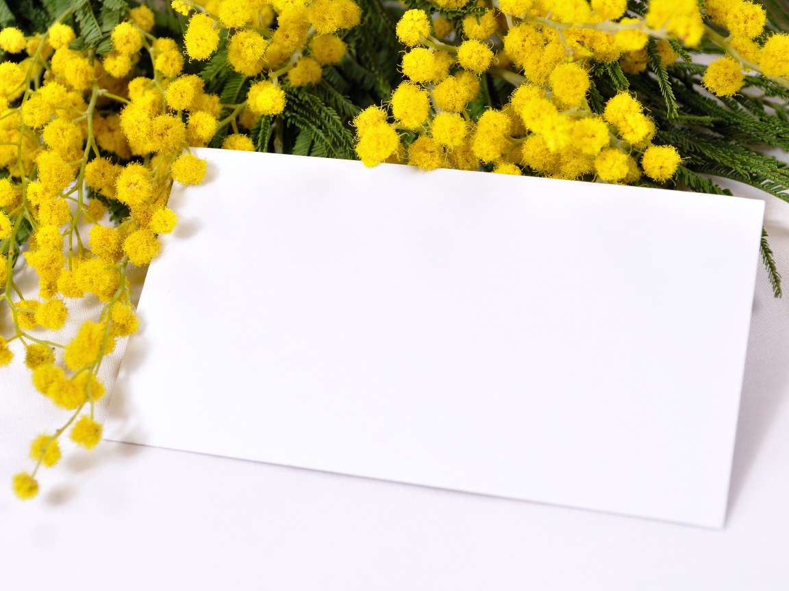 Шаблон для поздравительной открытки с ветками мимозы на Международный женский день 8 марта