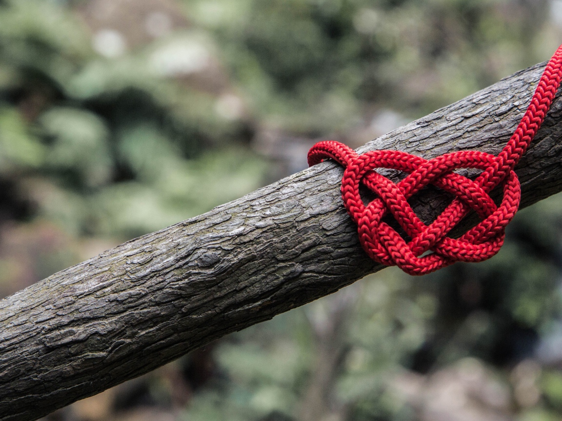 Креативное сердце из красной веревки на дереве