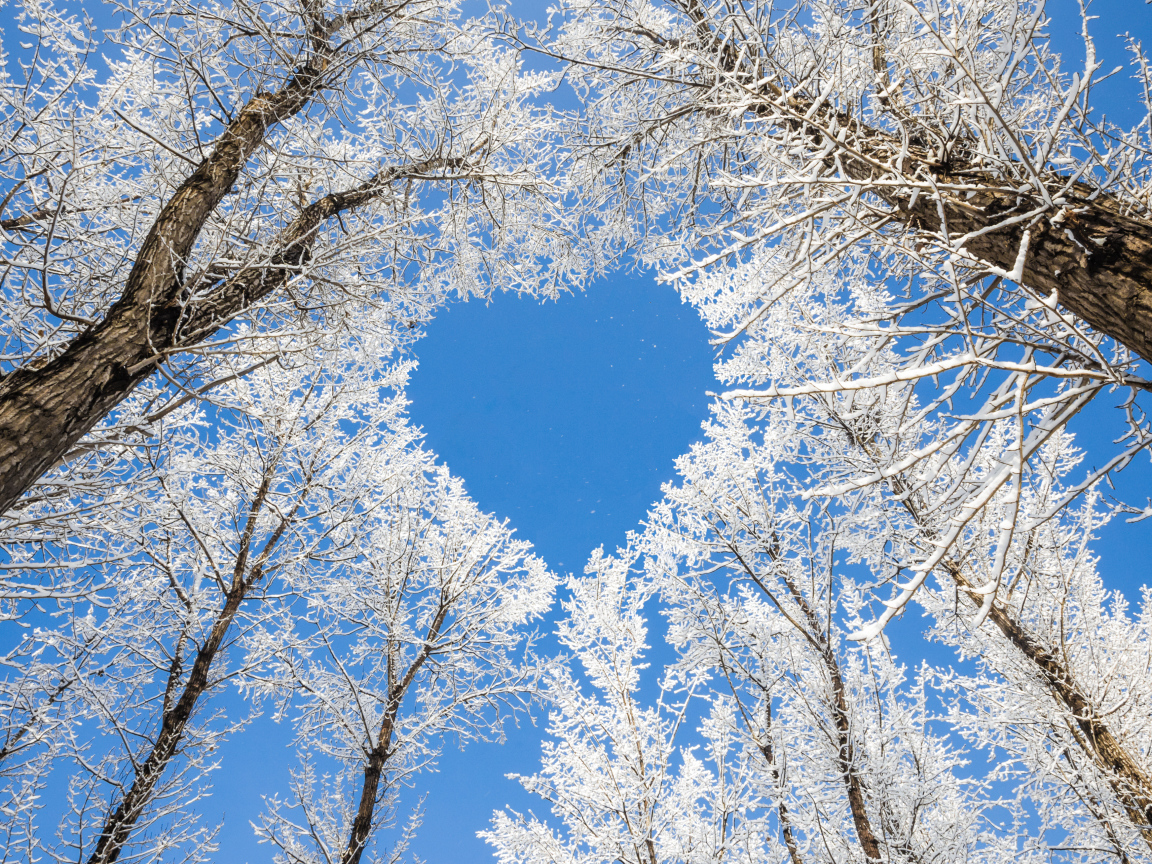 Crowns of frost-covered trees give a heart against the blue sky