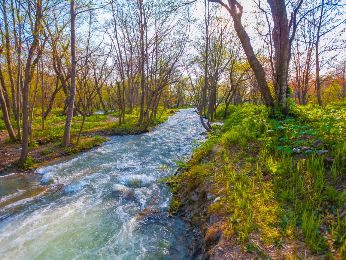 A fast stream in the spring forest