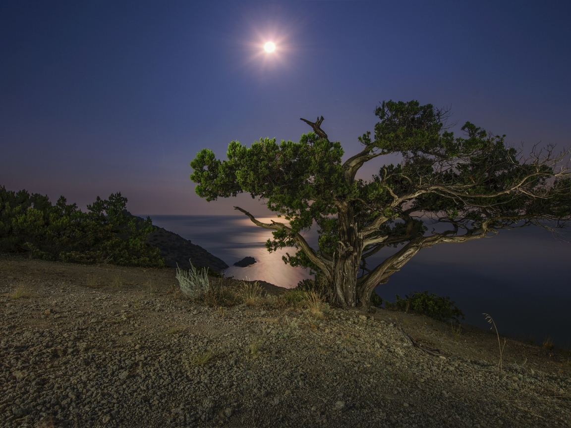 Большое зеленое дерево на берегу утеса при свете луны ночью