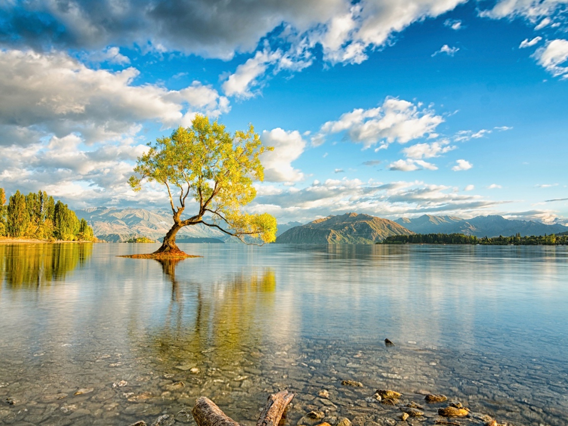 Дерево посреди озера под красивым небом с белыми облаками