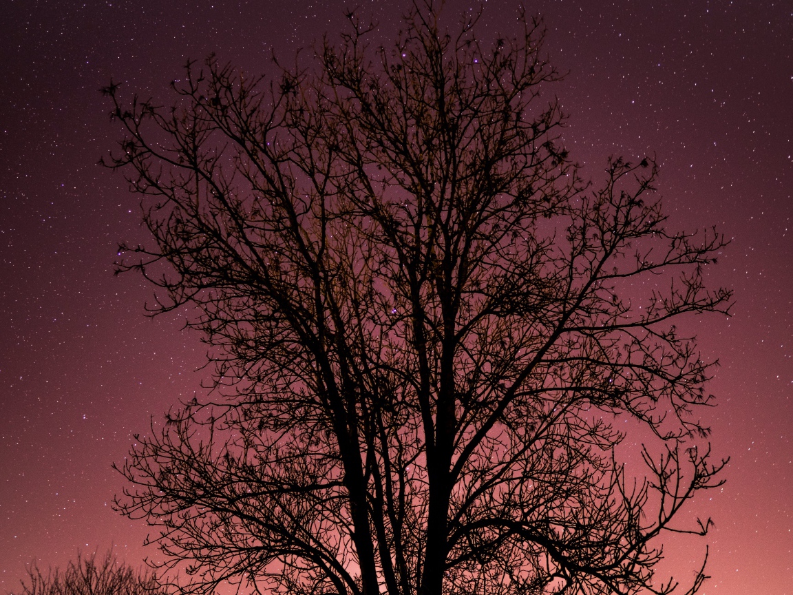 Дерево без листьев на фоне звездного неба 