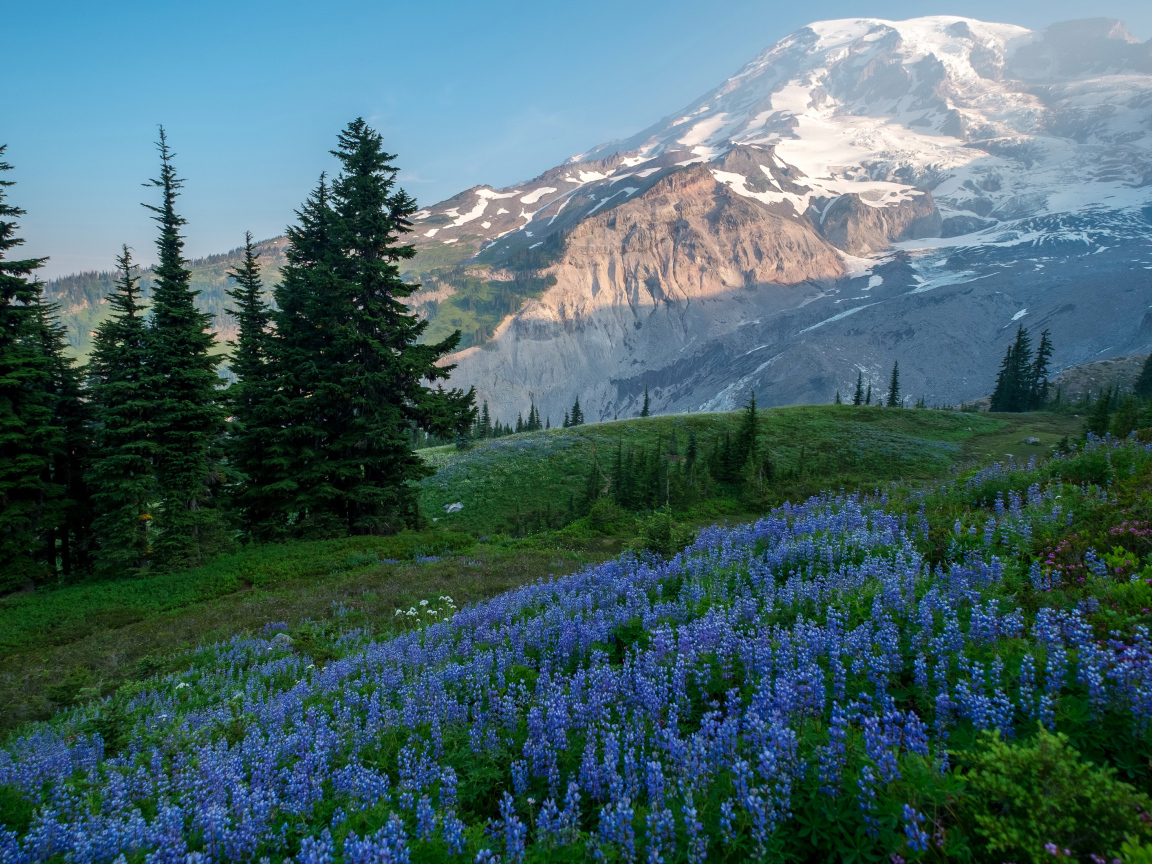 Голубые цветы люпина в лесу на фоне гор