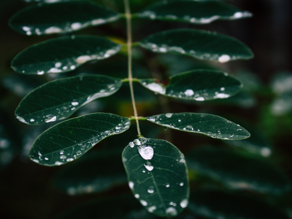 Капли дождя стекают по зеленому листу