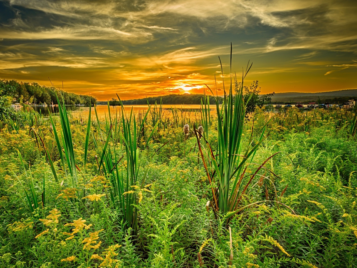 Трава на берегу озера под красивым небом на закате солнца