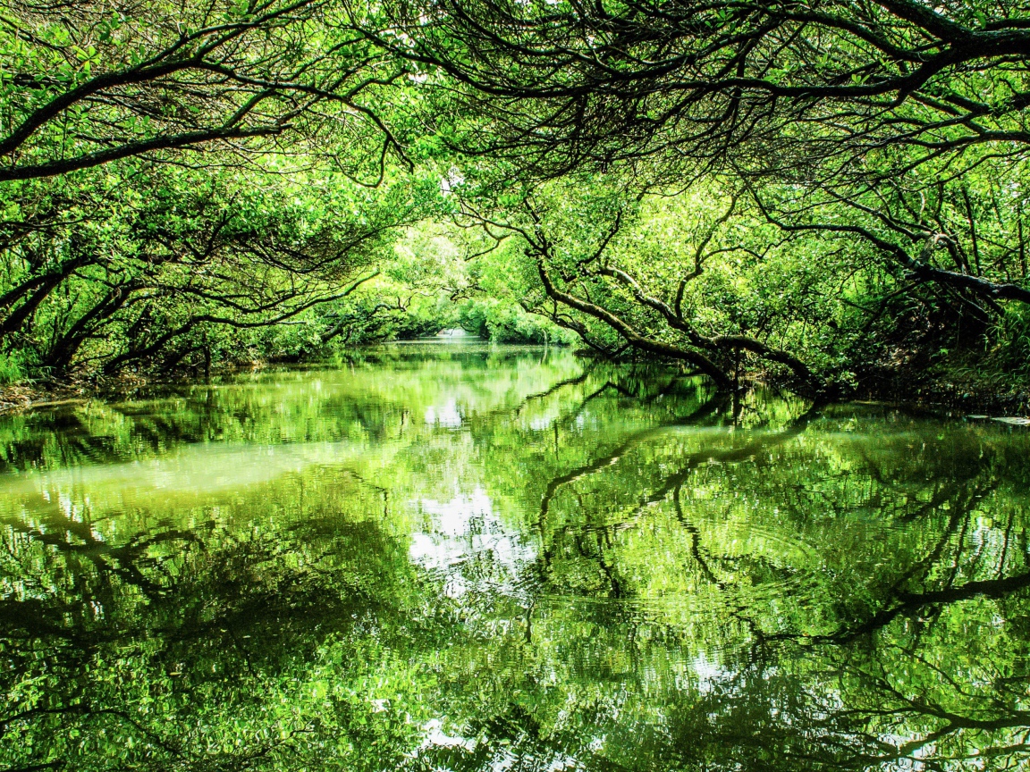 Зеленые деревья отражаются в реке