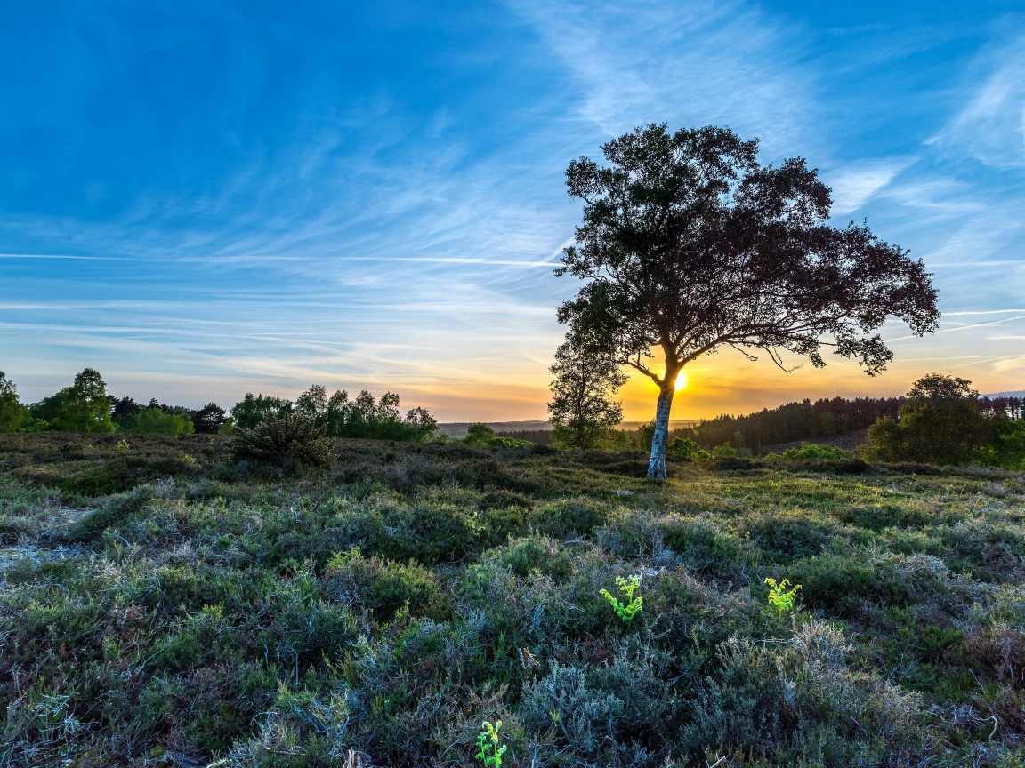 Одинокая береза под красивым голубым небом в поле