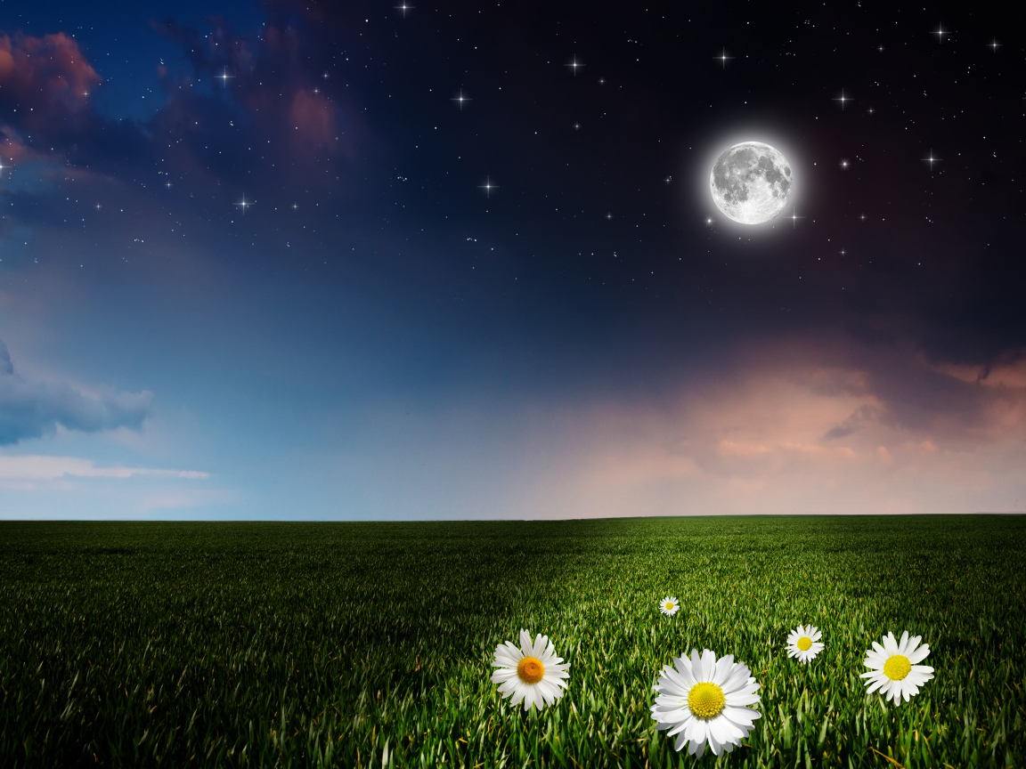 Moon over a green field with daisies