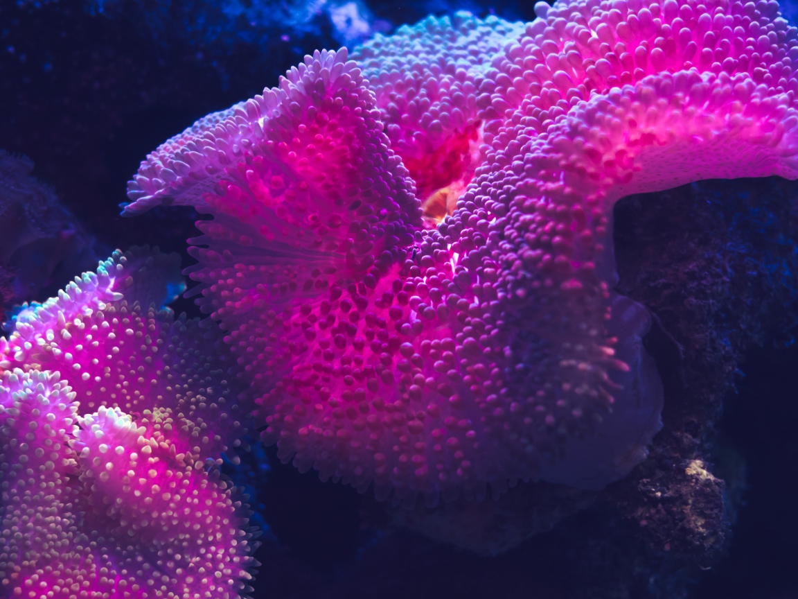 Розовый коралл под водой 
