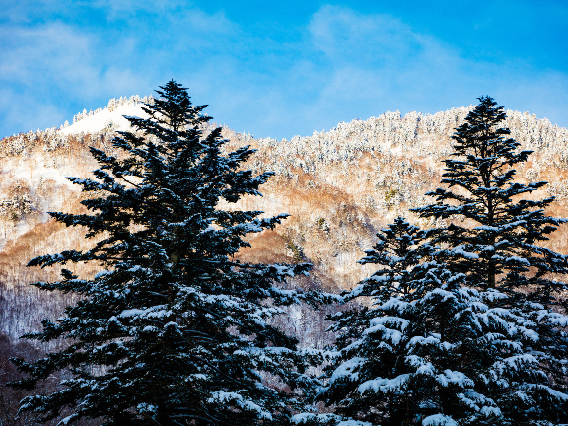 Заснеженные ели на фоне гор под голубым небом