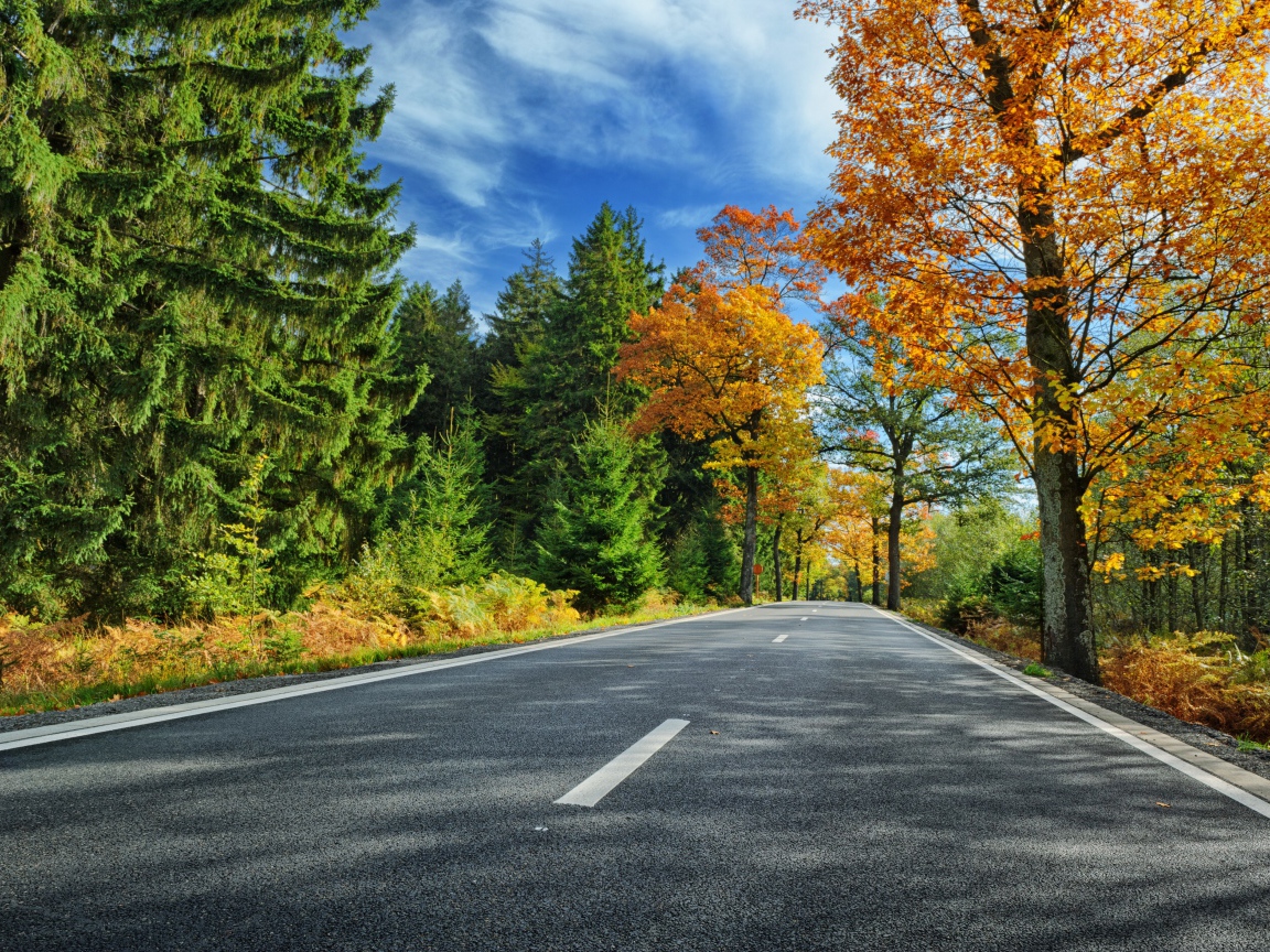 Высокие зеленые ели и деревья с желтыми листьями у дороги под голубым небом