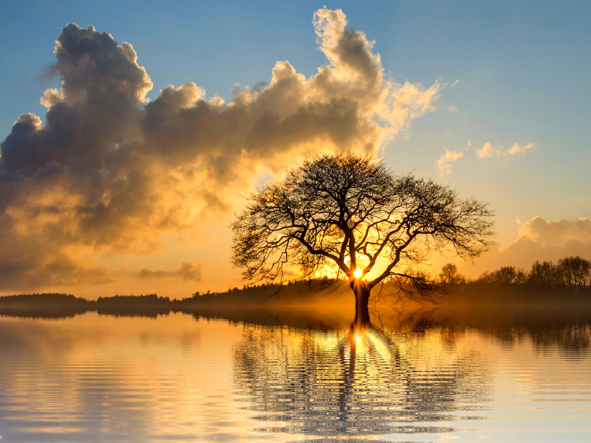 Солнце пробивается сквозь ветки дерева в облачном небе