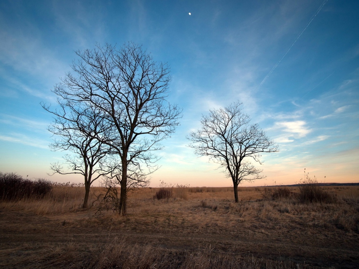 Деревья под голубым небом,  пейзаж