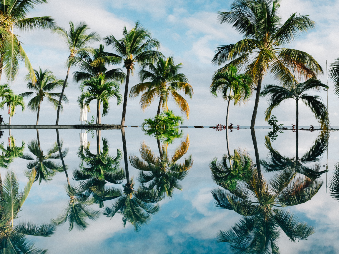 Зеленые пальмы отражаются в воде на пляже 