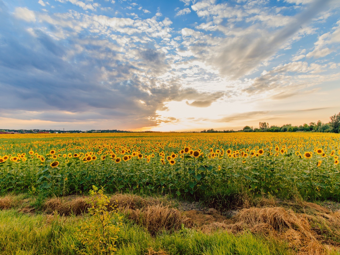 Поле цветущих подсолнухов под красивым небом