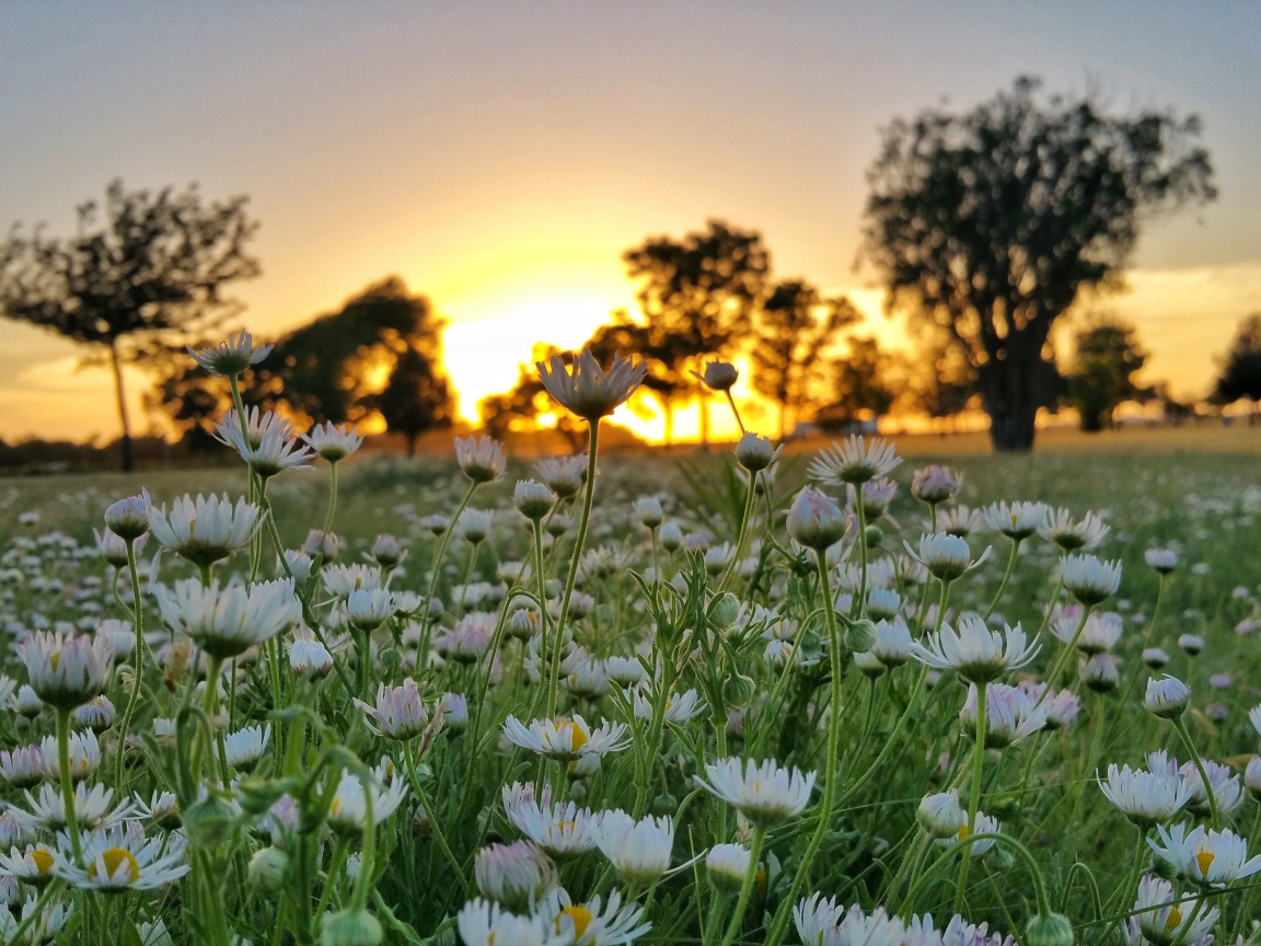 Поле белых цветов ромашки на фоне заката