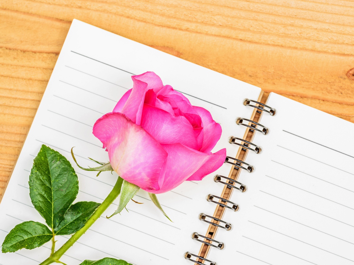 Красивая розовая роза лежит на блокноте на столе