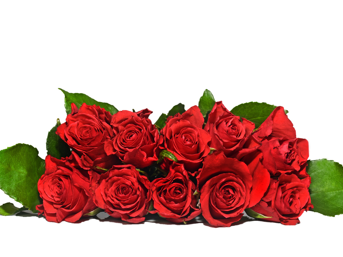 Букет красных роз с зелеными листьями на белом фоне 