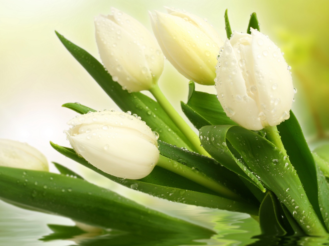 Букет нежных белых тюльпанов в воде