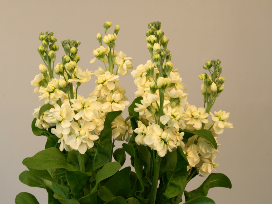 Букет белых цветов левкой 