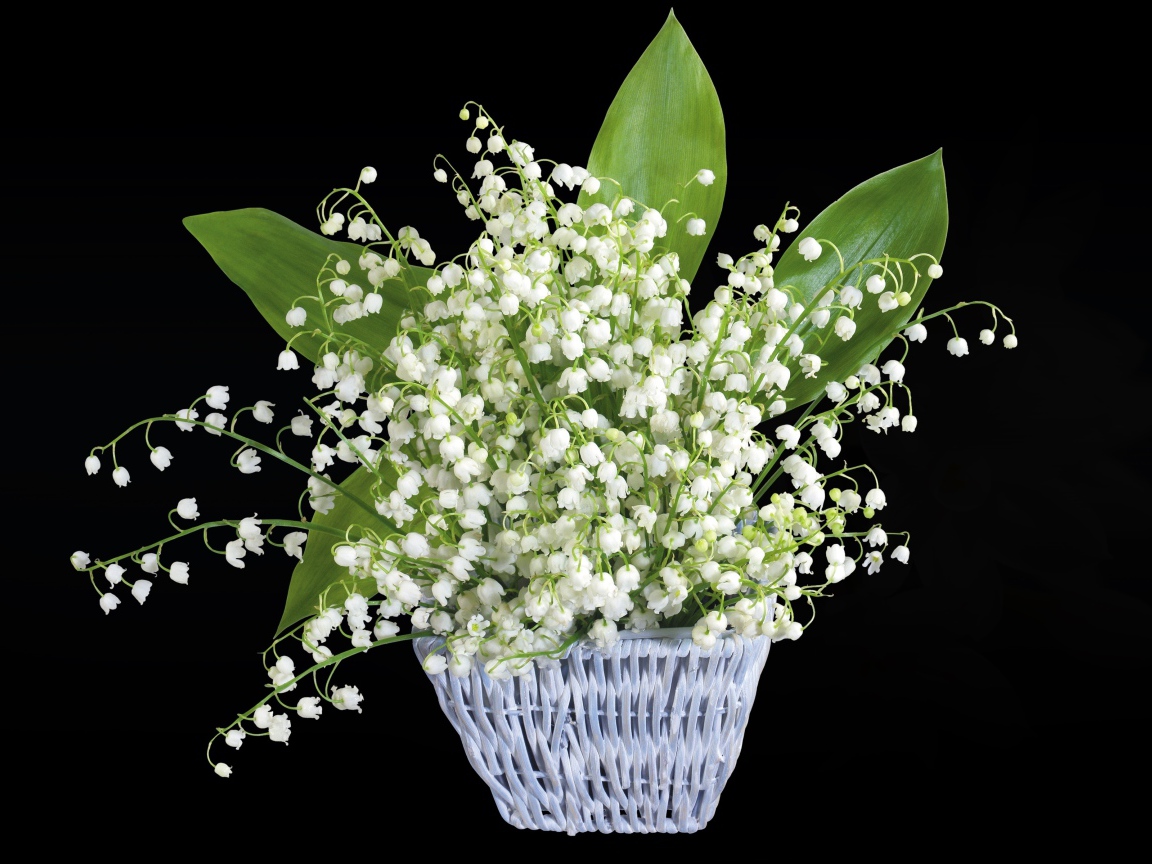 Букет белых ландышей в корзине на черном фоне