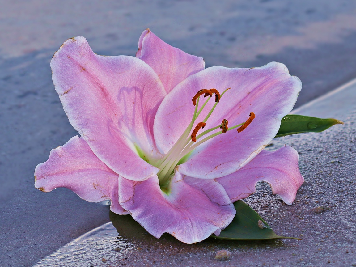 Розовая лилия на песке