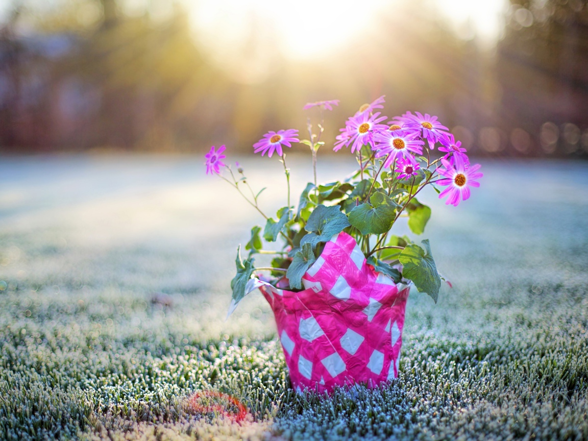 Горшок с розовыми цветами стоит на покрытой инеем траве на рассвете