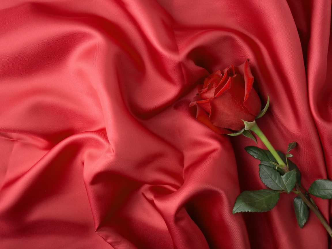 Красная роза лежит на красном шелковом покрывале