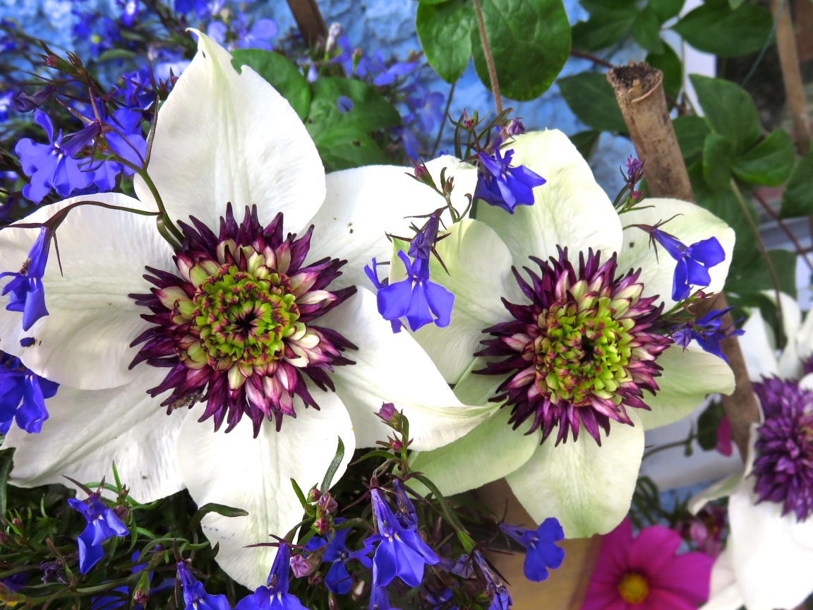 Красивые цветы клематисы с голубыми полевыми цветами