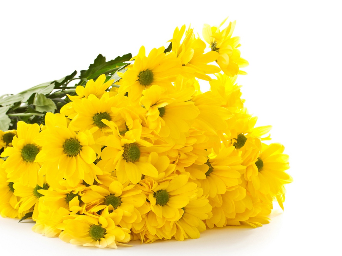 Красивый букет оранжевых хризантем на белом фоне