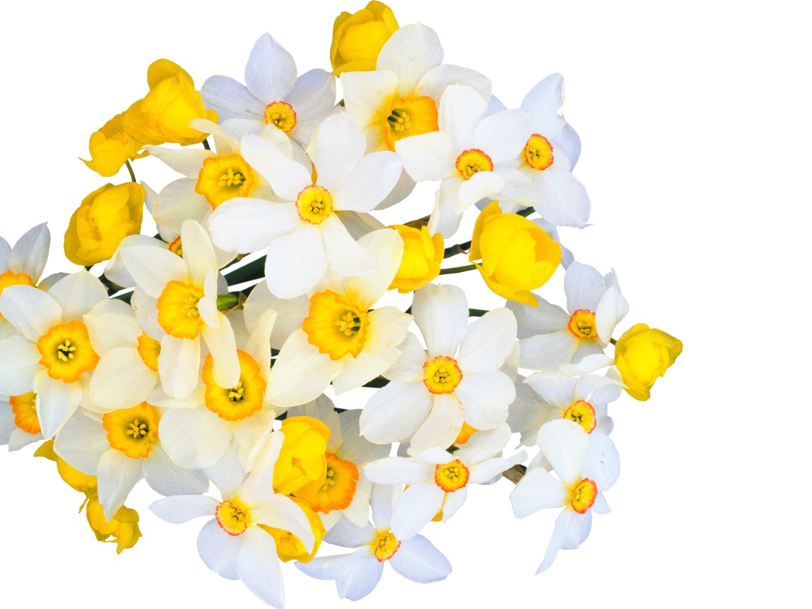 Красивый букет белых нарциссов с желтыми лютиками на белом фоне